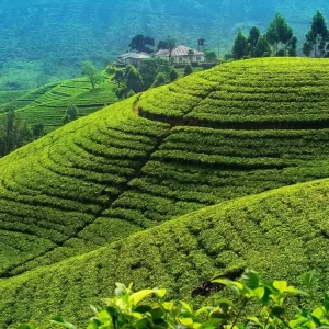 Nuwara-Eliya urban explorer