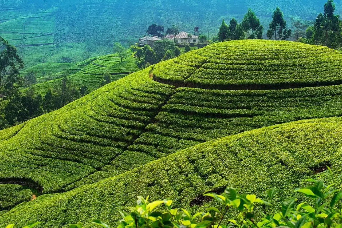 Nuwara-Eliya