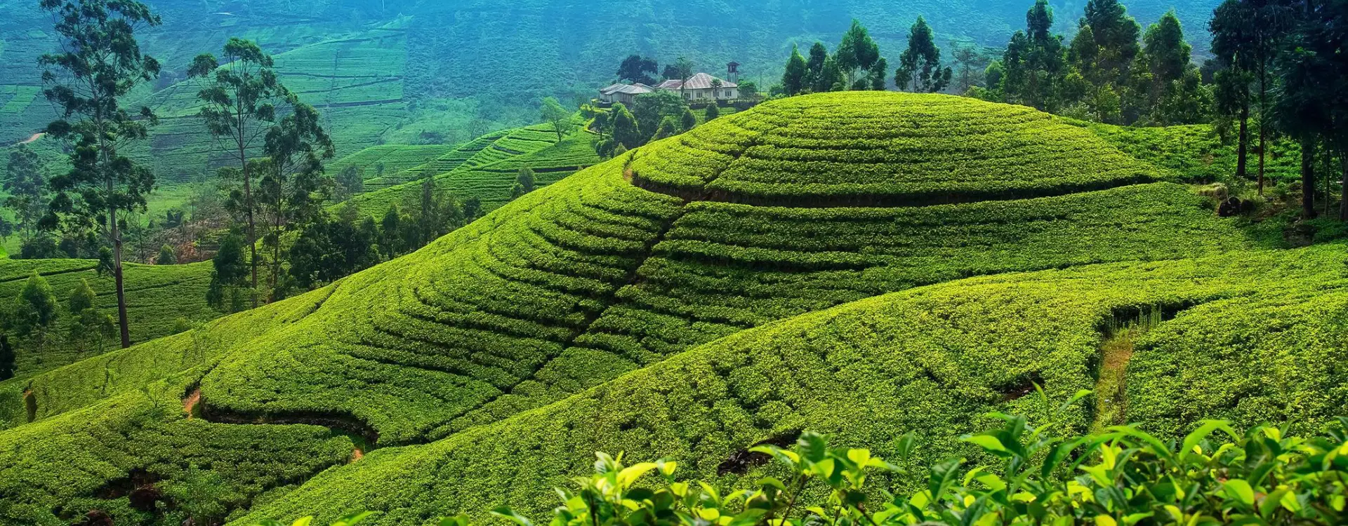 Nuwara-Eliya urban explorer