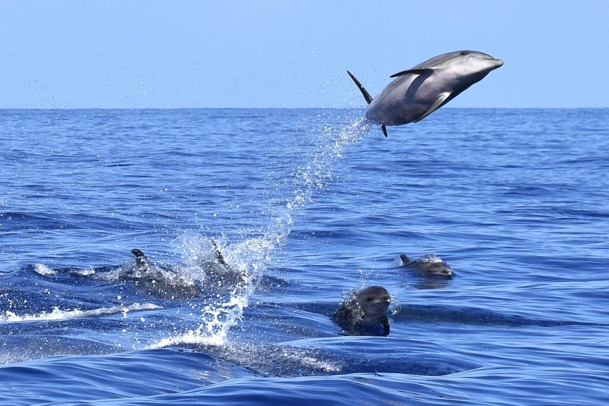 Whale-Dolphin-Watching