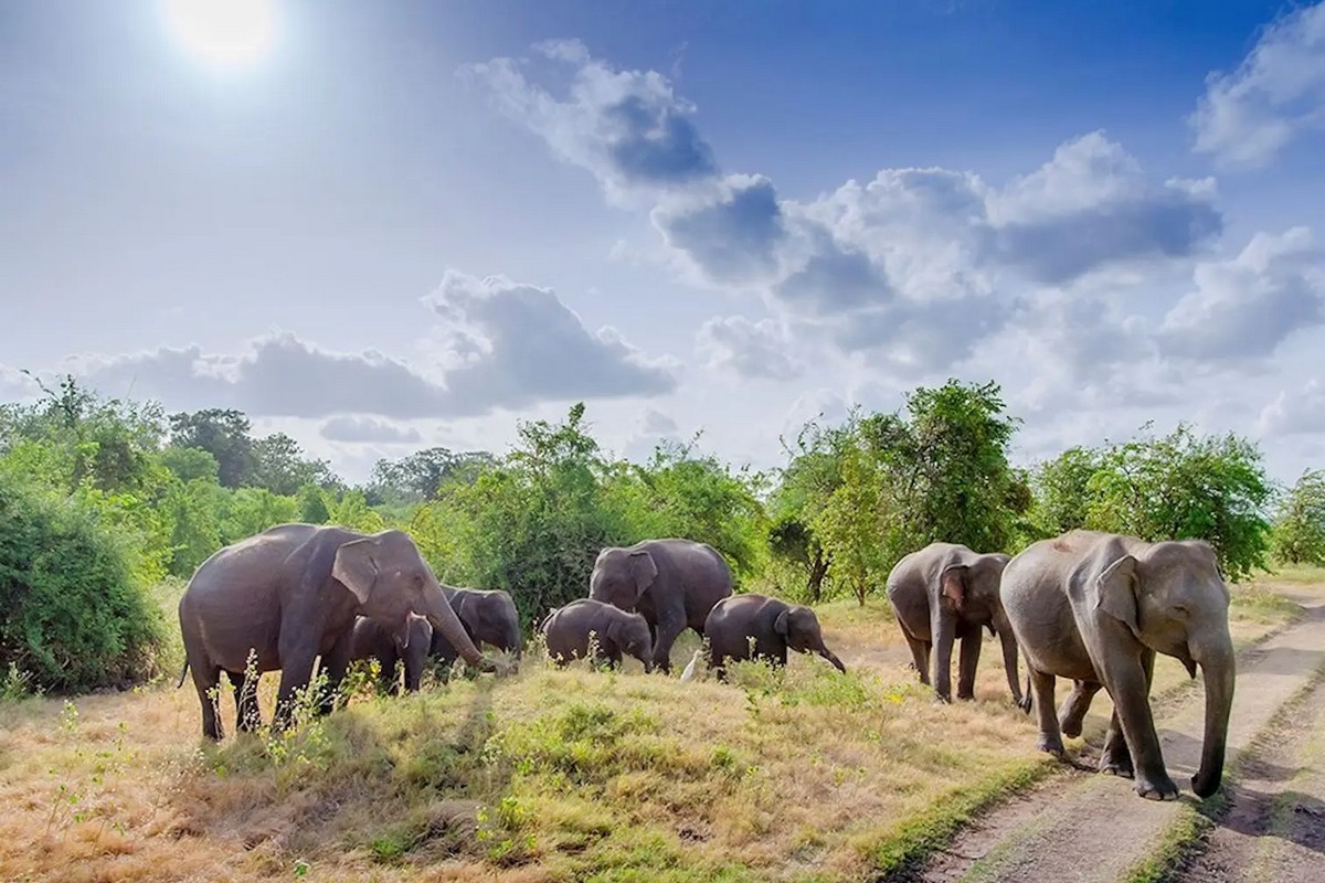 Yala-Elephants
