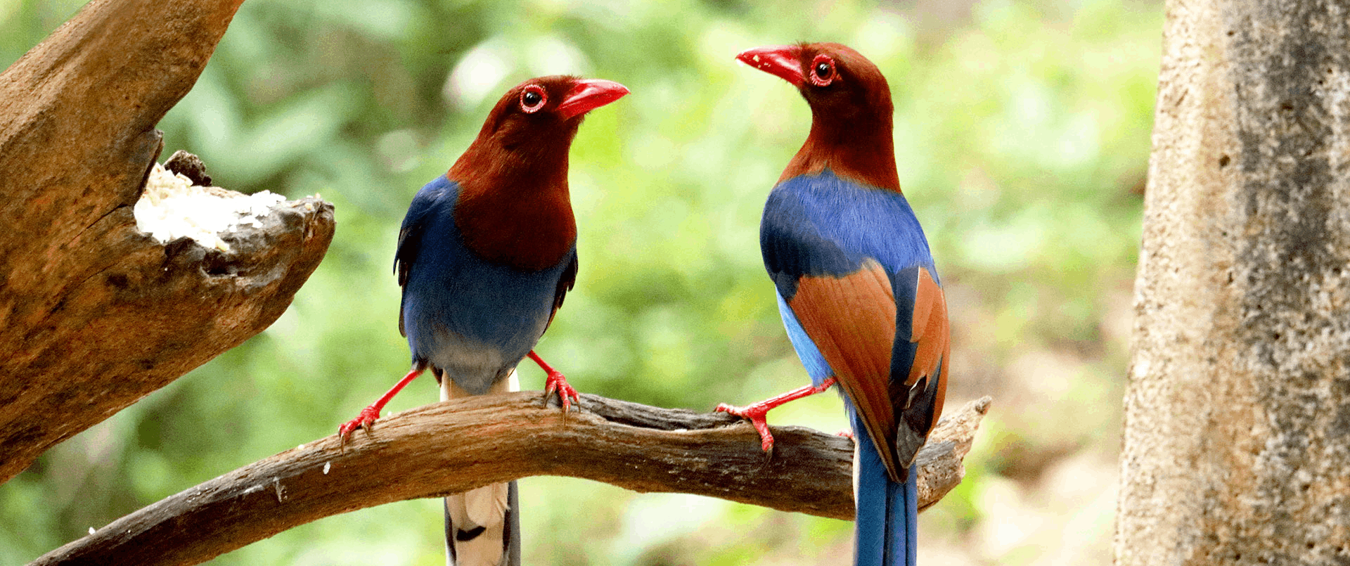 Birds Watching Tours