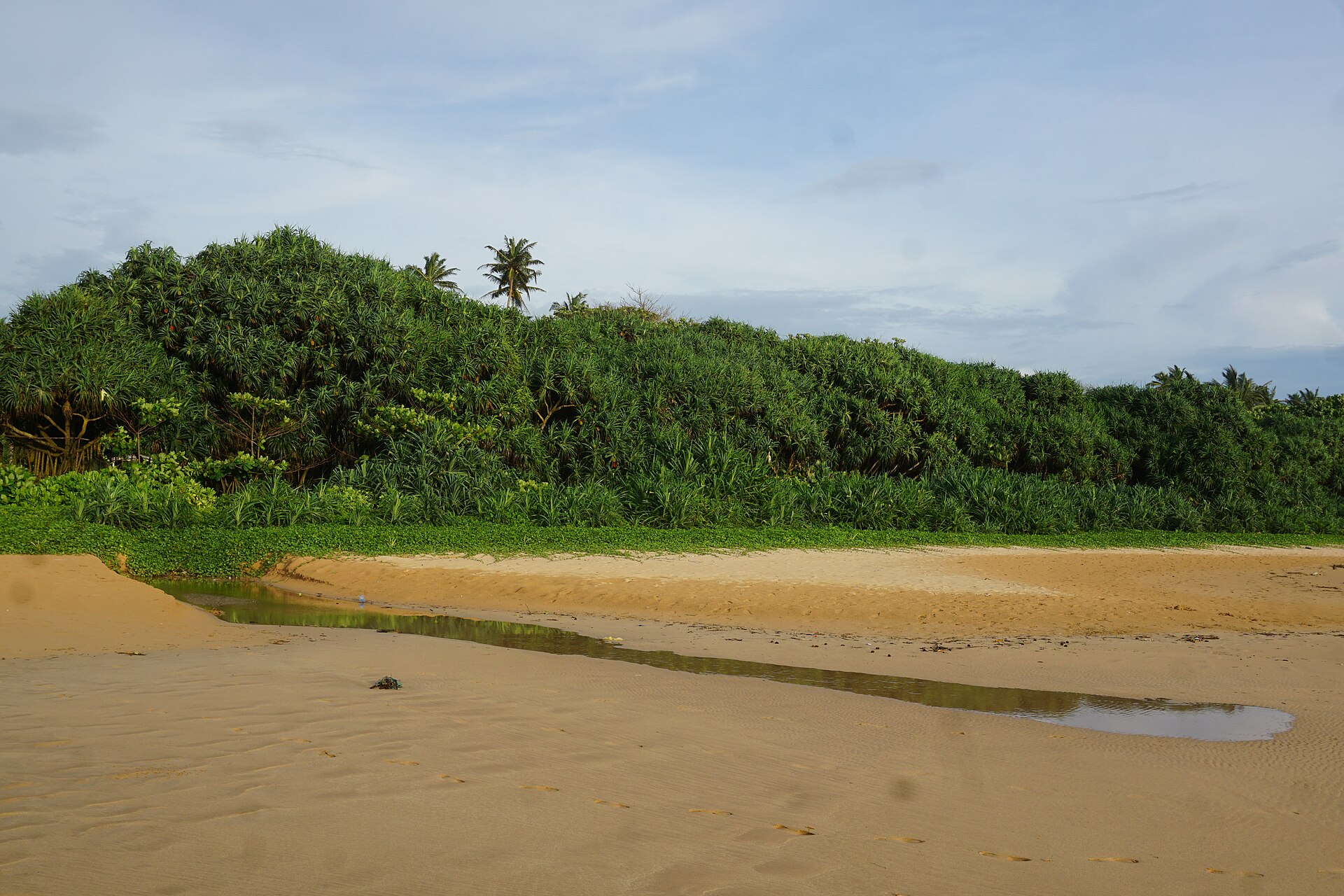 Bentota beach resort tours - golden sand and palms on the south coast
