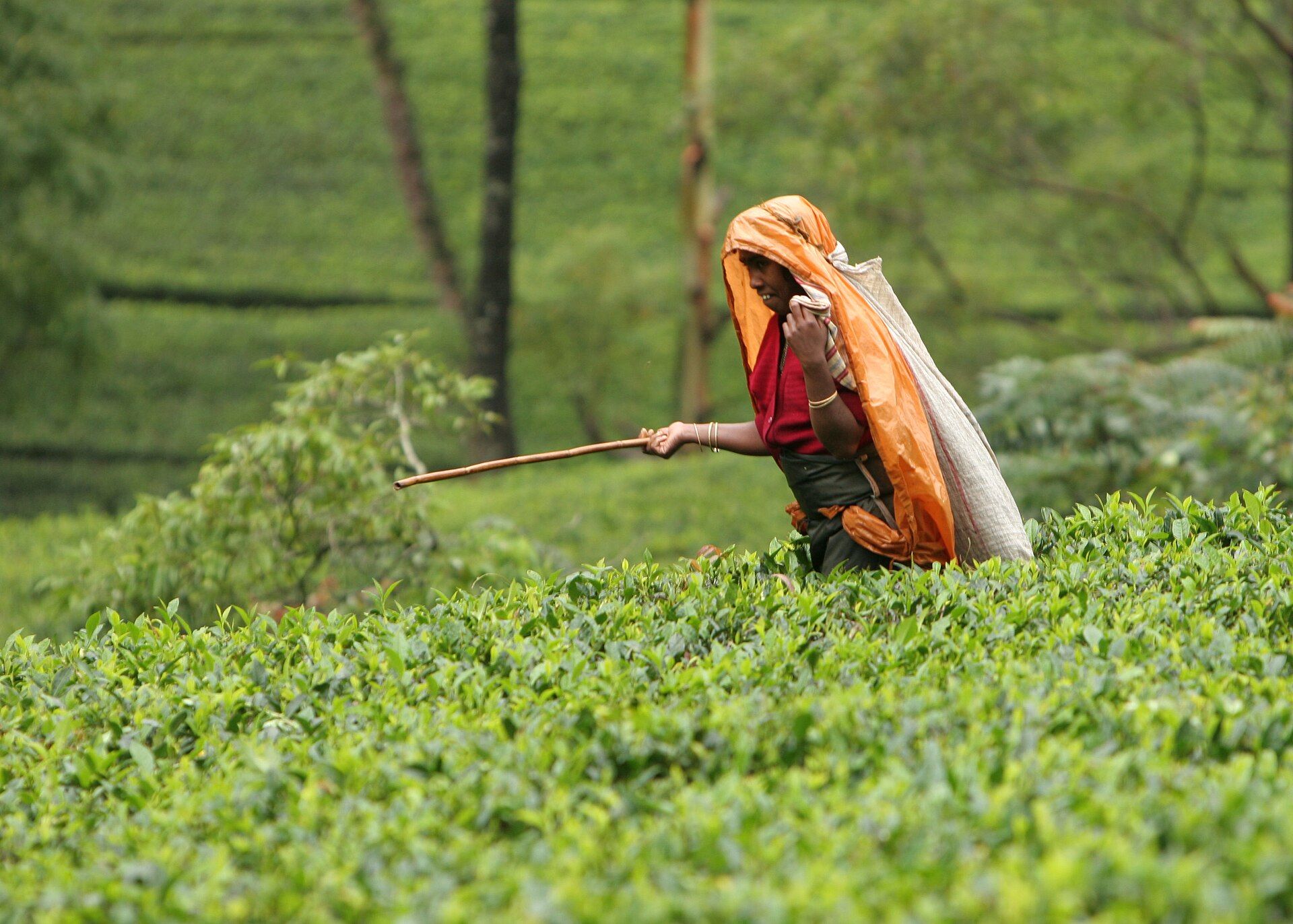 Nuwara Eliya tea plantation tour - Ceylon tea picker at work