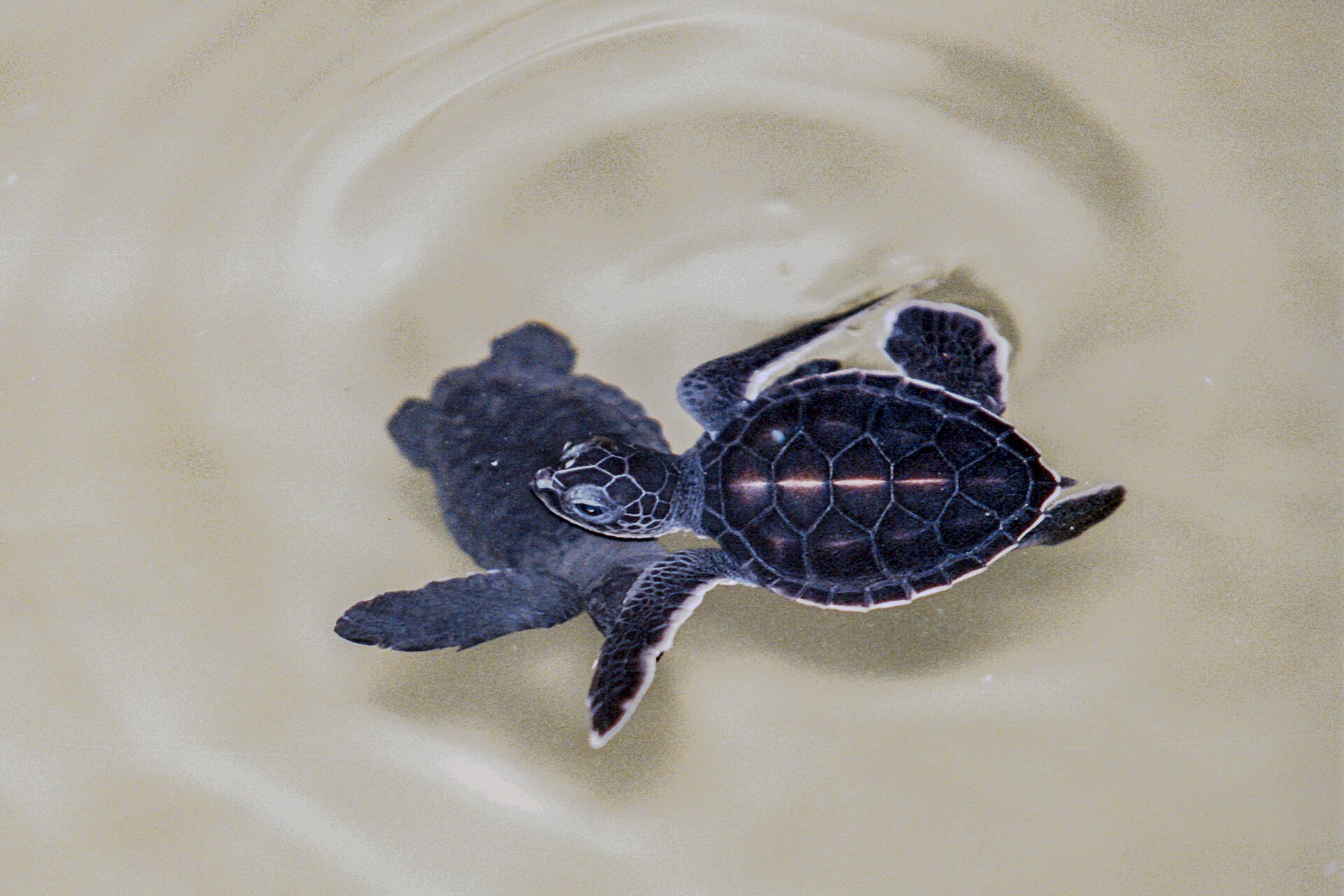 Bentota turtle hatchery visit - Kosgoda Turtle Hatchery near Bentota