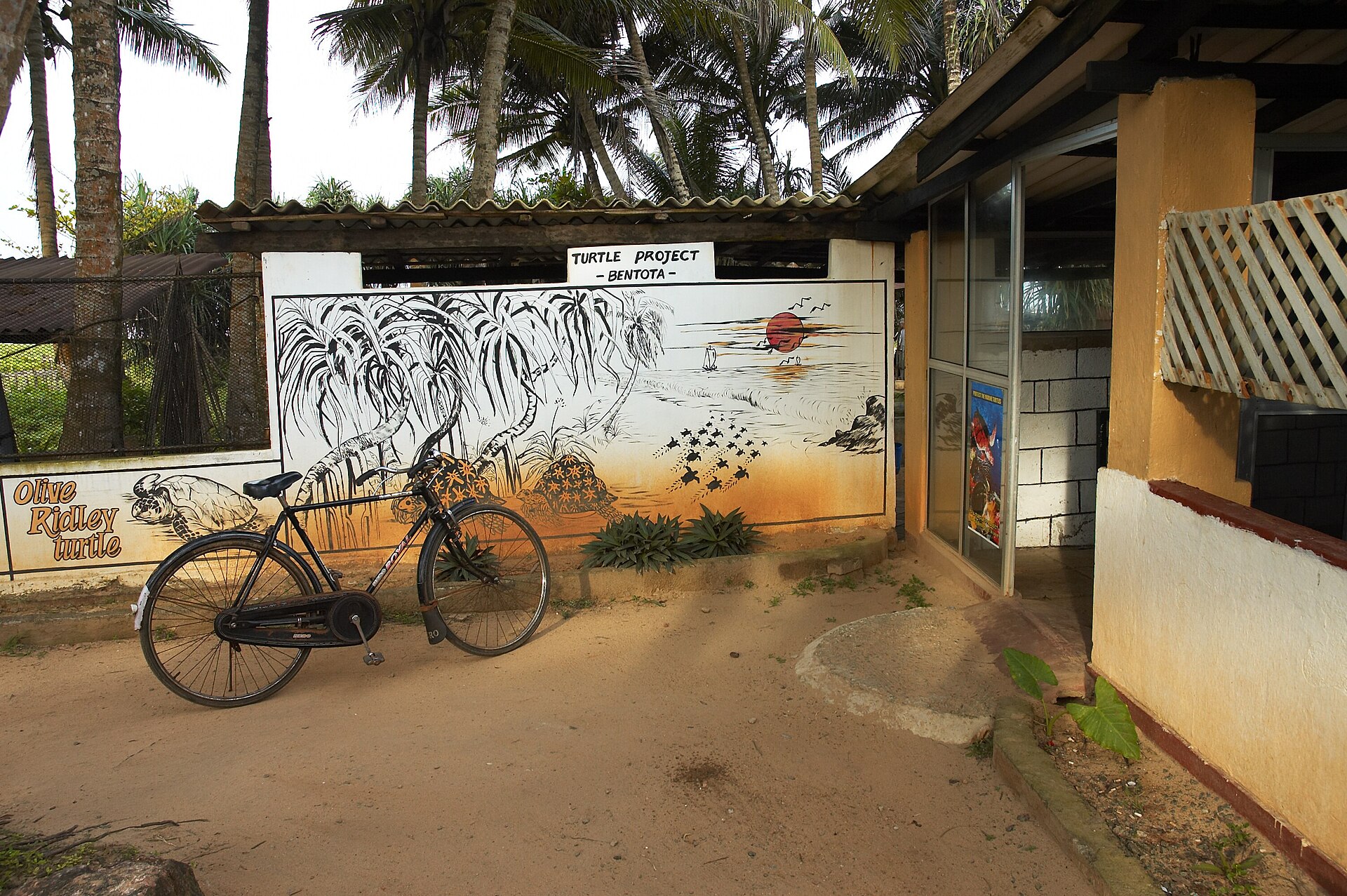 is Sri Lanka safe for tourists - turtle conservation project at Bentota