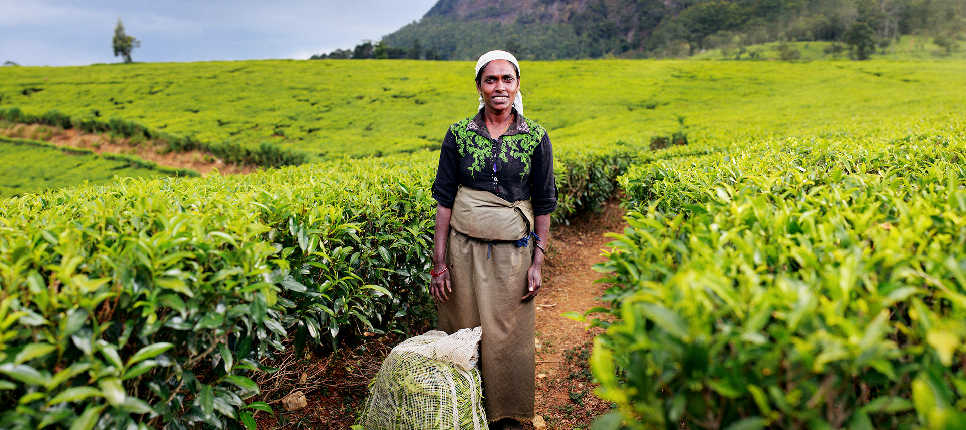 best time to visit Sri Lanka - Nuwara Eliya tea estate in the hill country