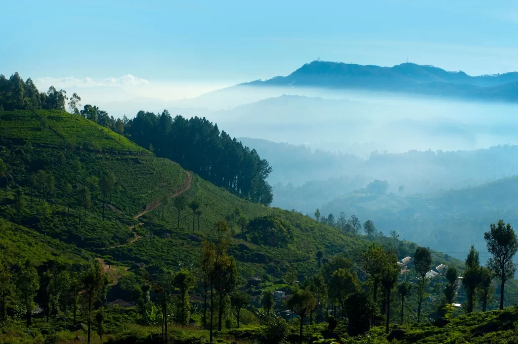 Nuwara Eliya tea plantations - Ceylon tea country on the best route for 7 days in Sri Lanka