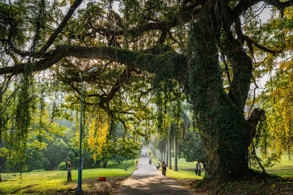 Kandy tour packages Sri Lanka - Royal Botanical Gardens Peradeniya Avenue of Palms with visitors walking through
