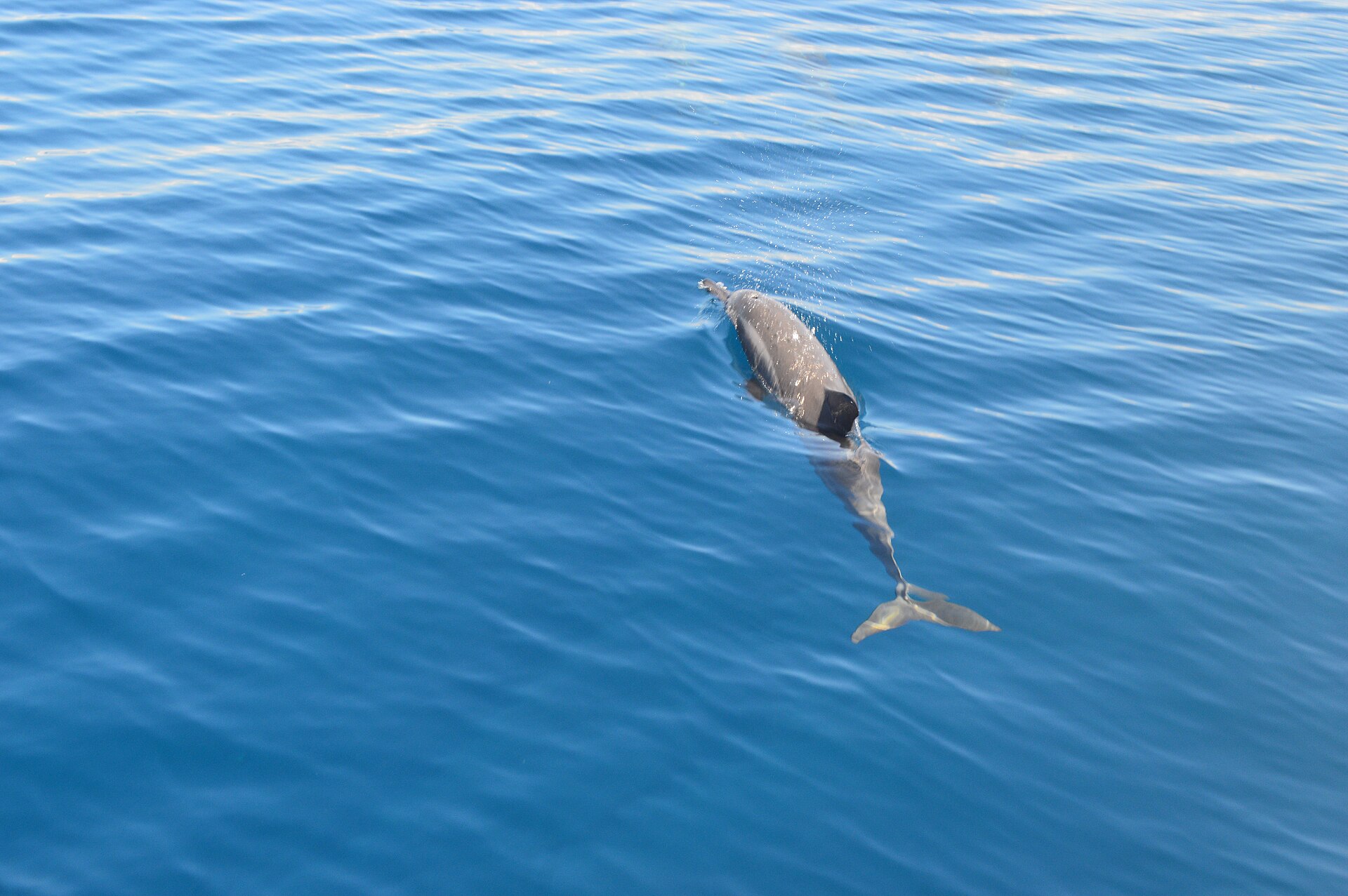 whale watching Mirissa Sri Lanka - spinner dolphins off the south coast