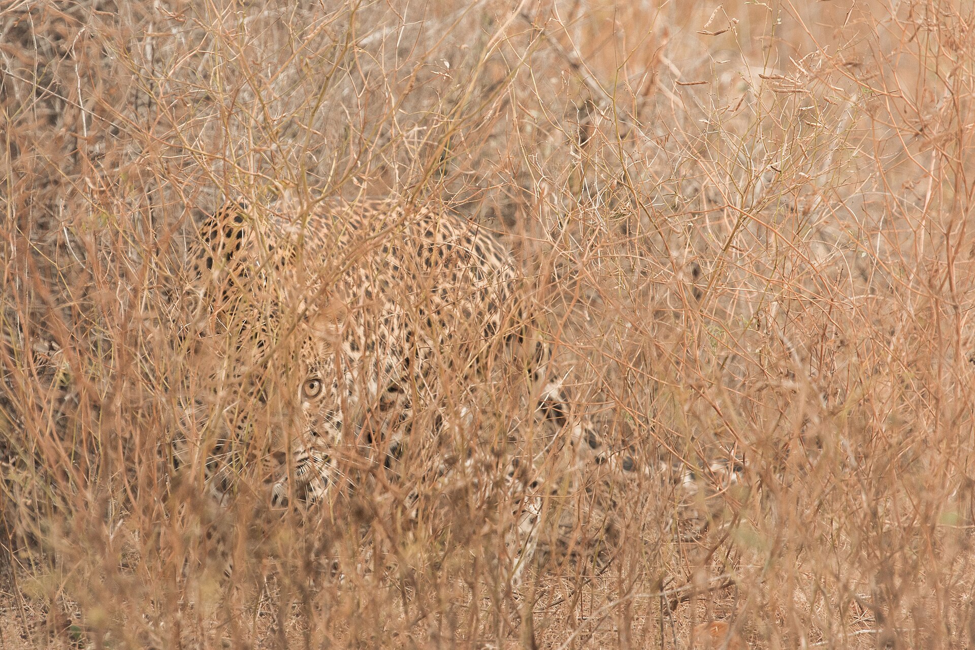 things to do in Sri Lanka - Sri Lankan leopard, the island apex predator