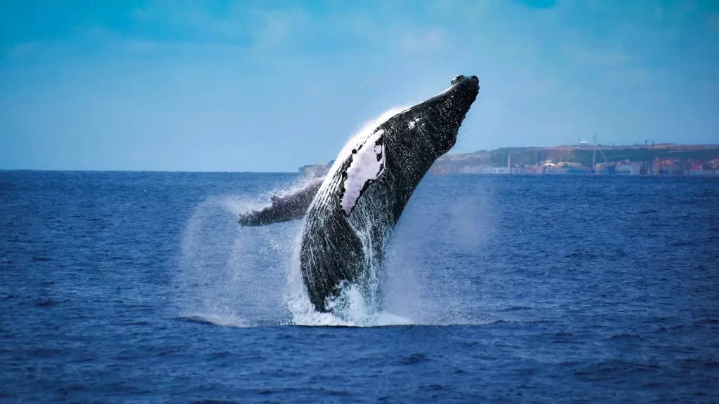 whale watching Mirissa Sri Lanka - blue whale surfacing at sunrise off Mirissa coast
