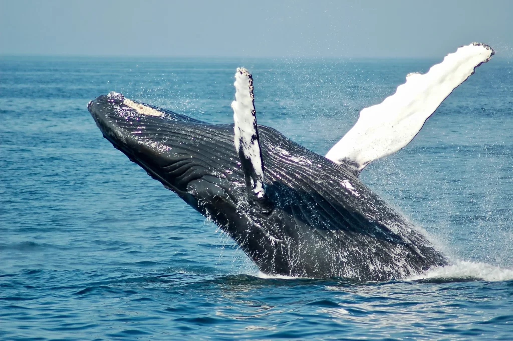 whale watching Mirissa Sri Lanka tour - sperm whale surfacing beside the boat
