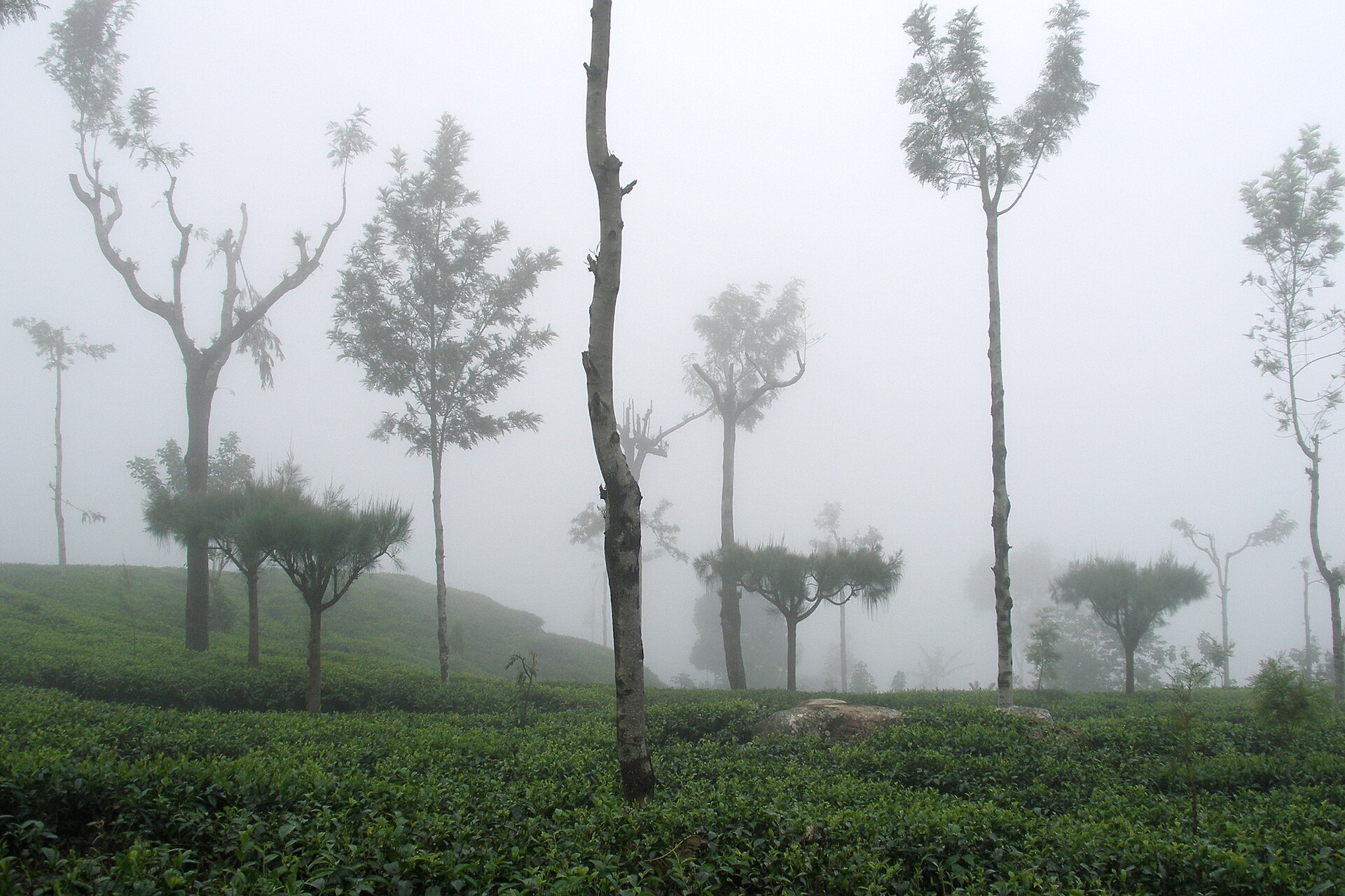 Sri Lanka vs Bali for honeymoon - Haputale tea plantation landscape in the hill country
