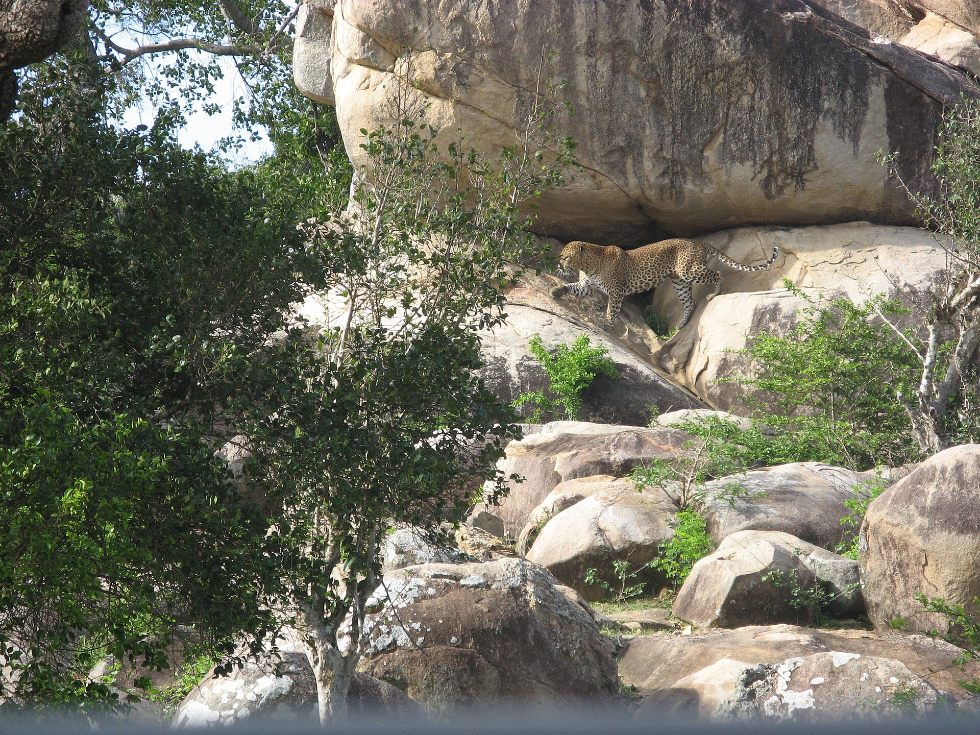 Sri Lanka vs Bali for holiday - leopard resting on a rock in Yala National Park