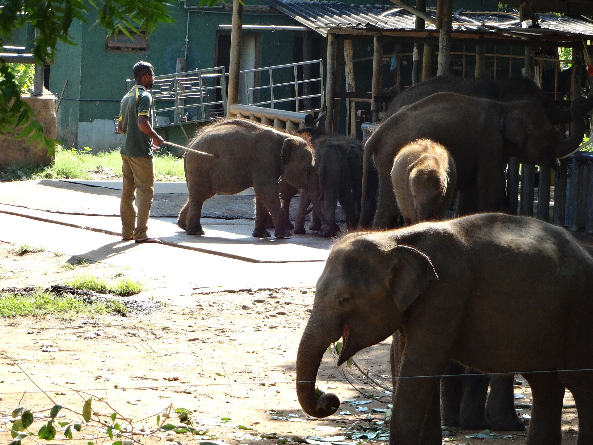 Sri Lanka vs Bali for families - young elephants at the Udawalawe transit home