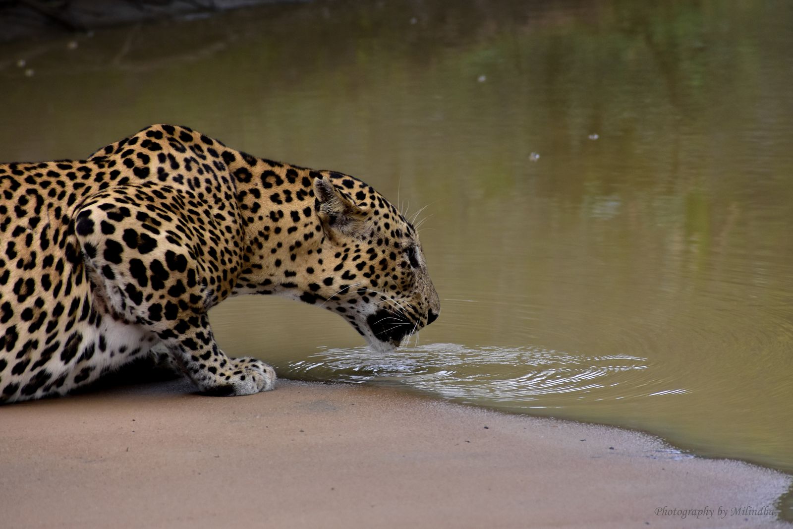 best national parks in Sri Lanka for wildlife - a Sri Lankan leopard drinking at a park waterhole