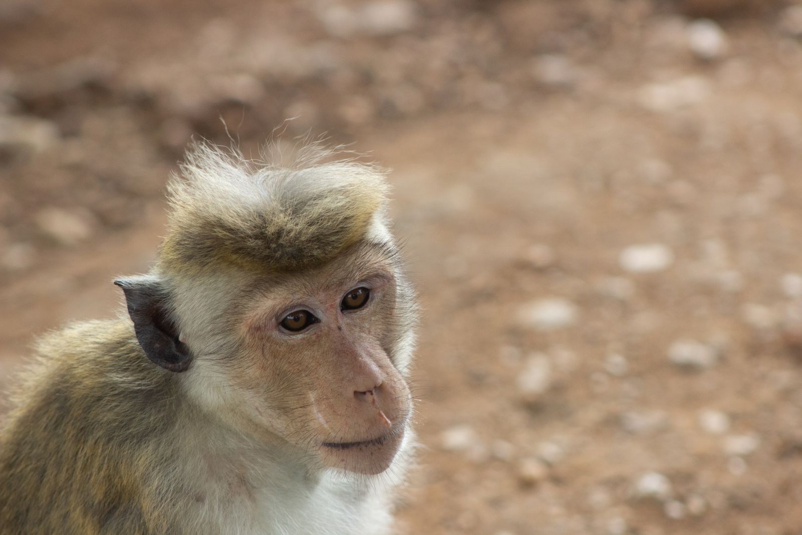 wildlife safari in Sri Lanka - a Sri Lankan toque macaque in Yala National Park