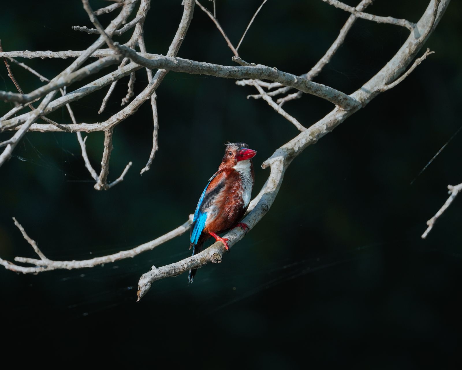 Sri Lanka safari tour packages - a kingfisher perched on a branch in Sri Lanka wetlands