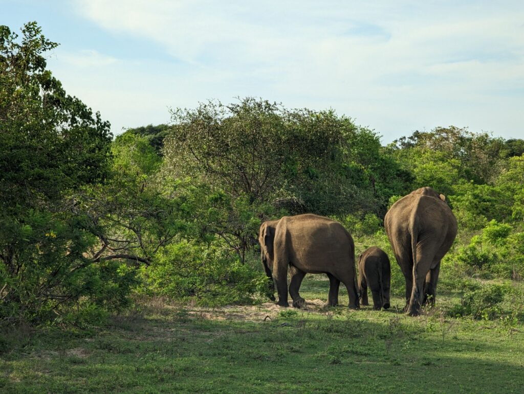 Yala vs Udawalawe safari - elephants roaming the grasslands of Yala National Park