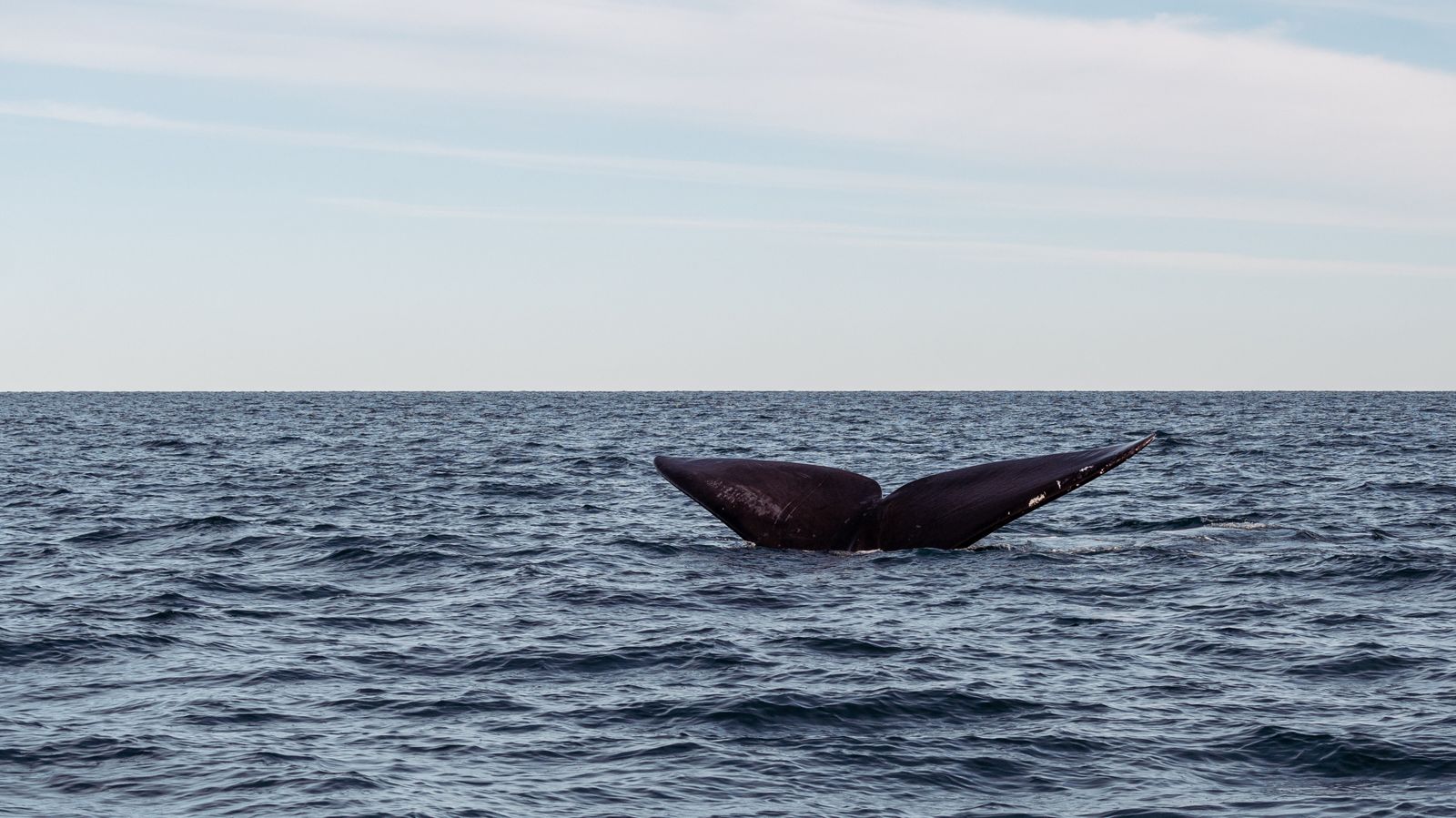 Mirissa beach activities - whale tail breaking the surface of the Indian Ocean