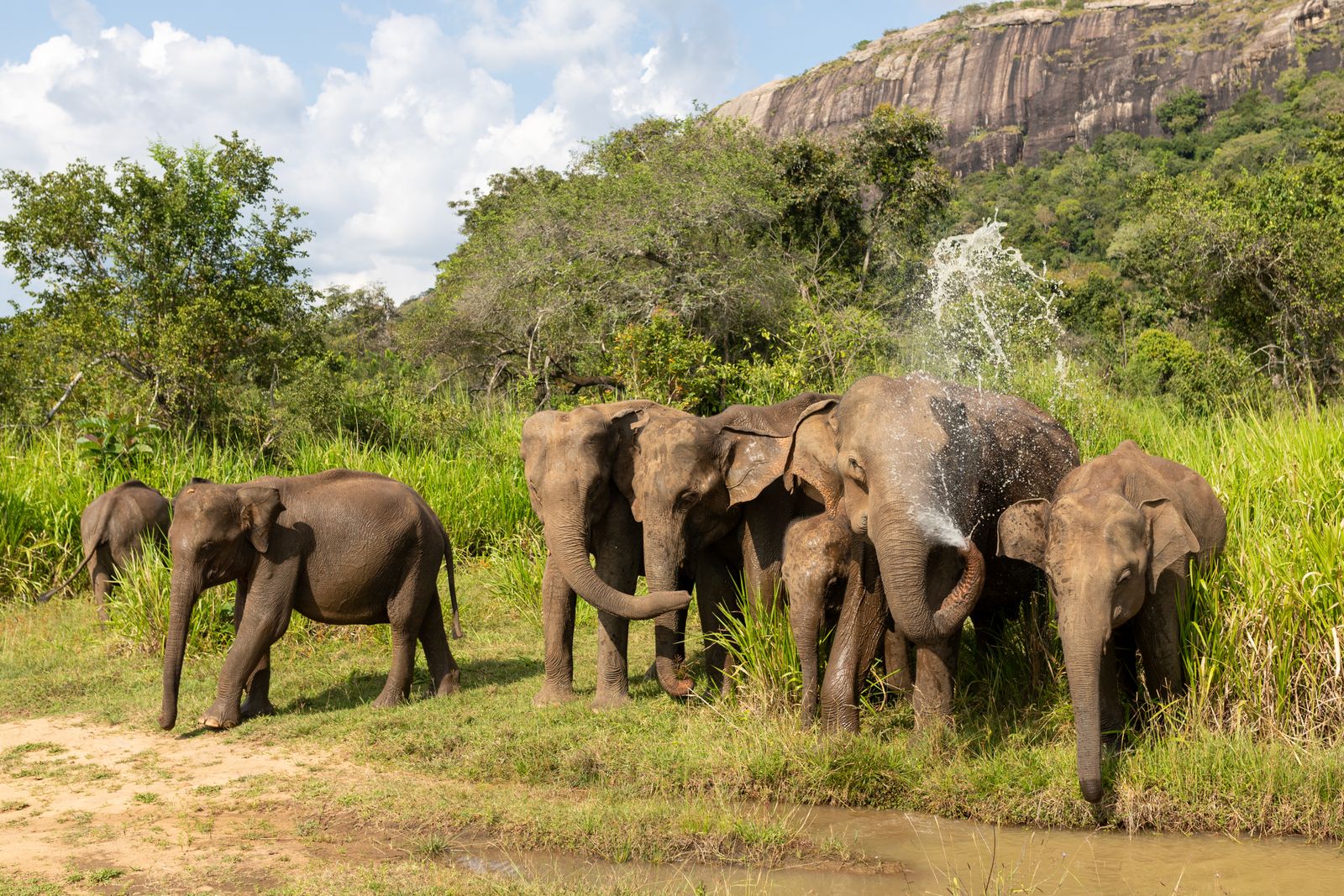 Minneriya elephant gathering - a herd of wild elephants bathing in a Sri Lankan reservoir