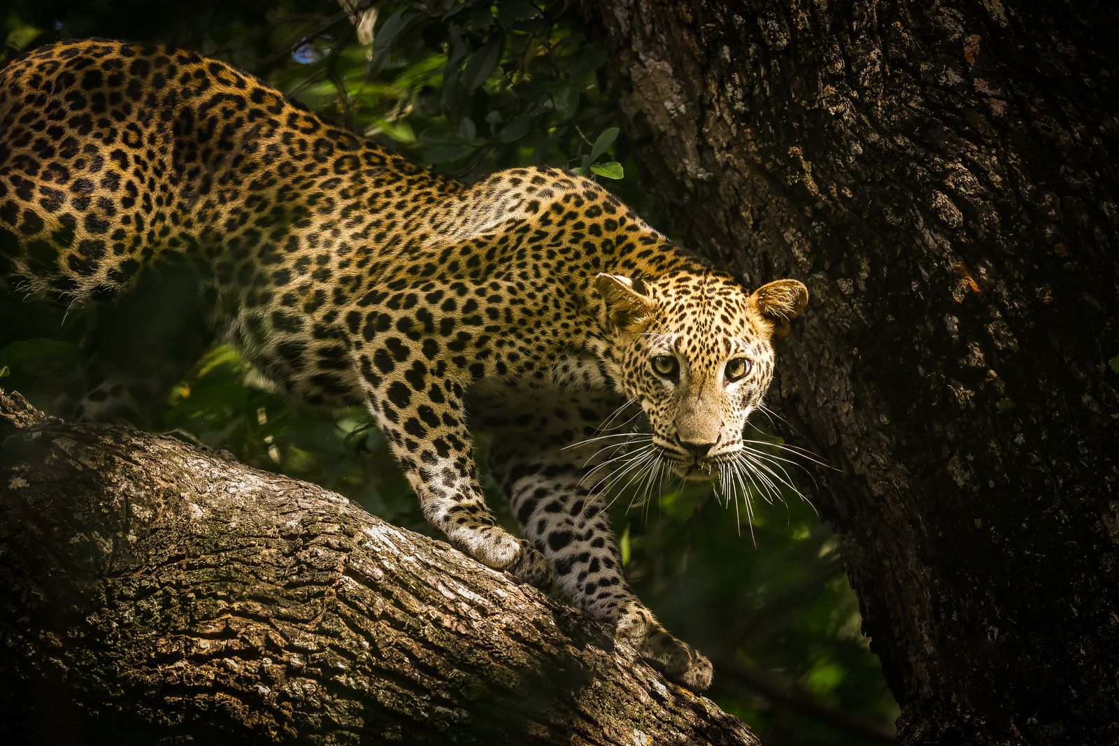 Best safari in Sri Lanka - Sri Lankan leopard resting on a branch in Yala National Park
