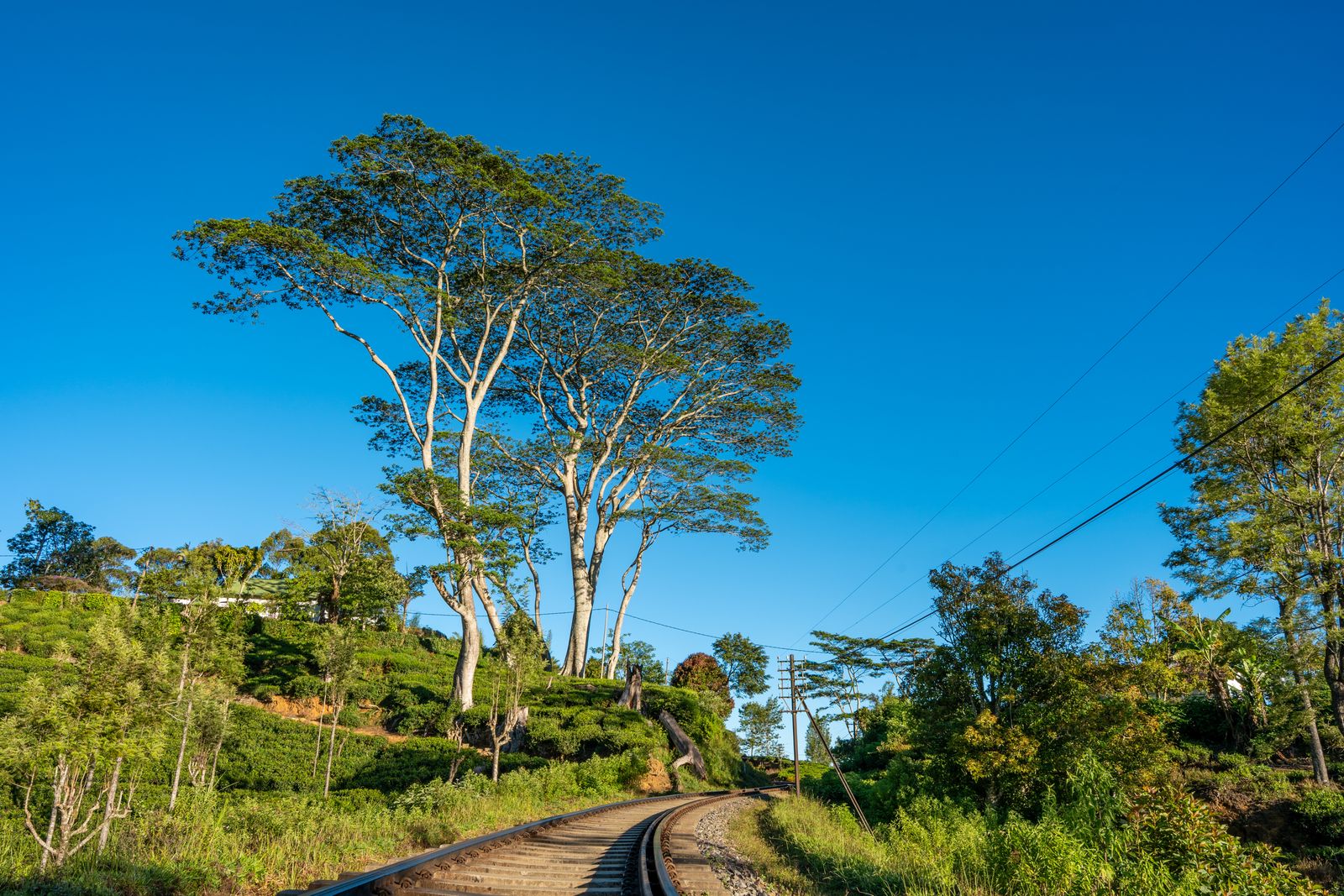 Sri Lanka honeymoon tour packages - the scenic hill country railway through tea plantations