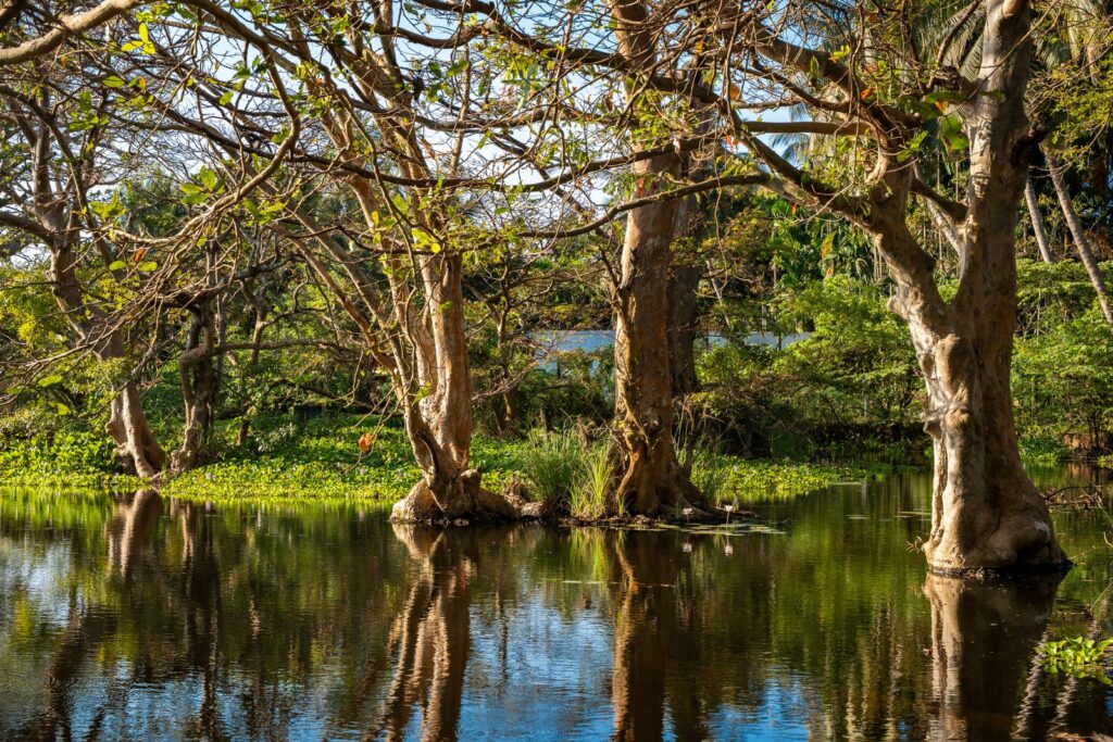 Wilpattu National Park safari - a villu wetland surrounded by dry-zone forest