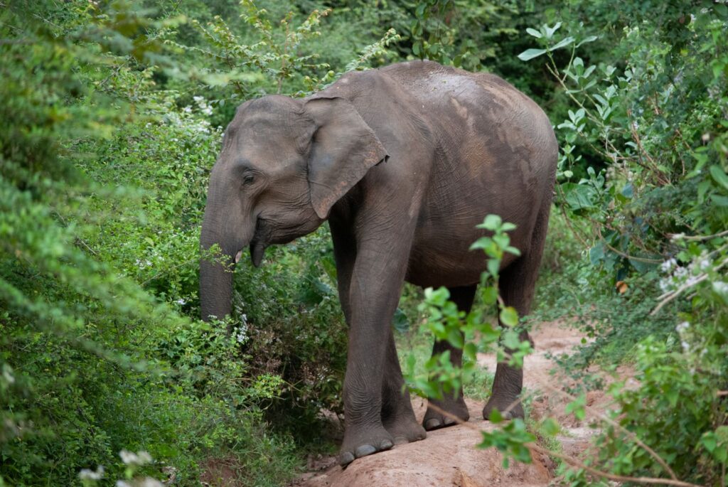 Udawalawe National Park safari - a Sri Lankan elephant walking through green scrub