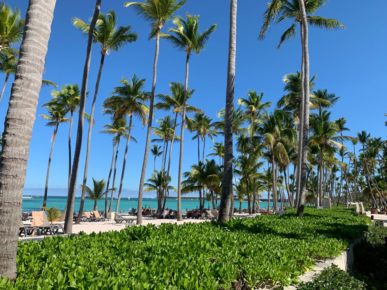 Bentota beach resorts - tropical beach with tall palms and azure sea
