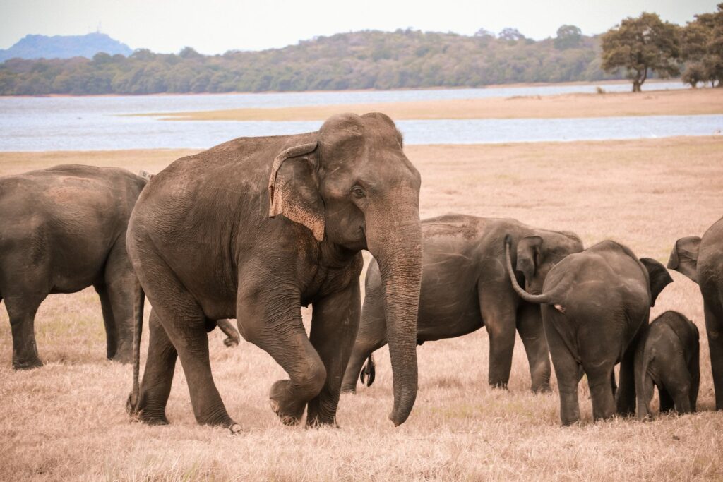 Minneriya elephant safari - a herd of Asian elephants gathered at a Sri Lankan reservoir