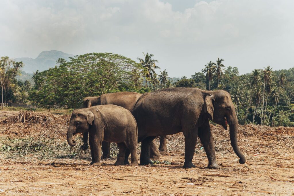 Esala Perahera elephants - Sri Lankan elephants walking together in the wild